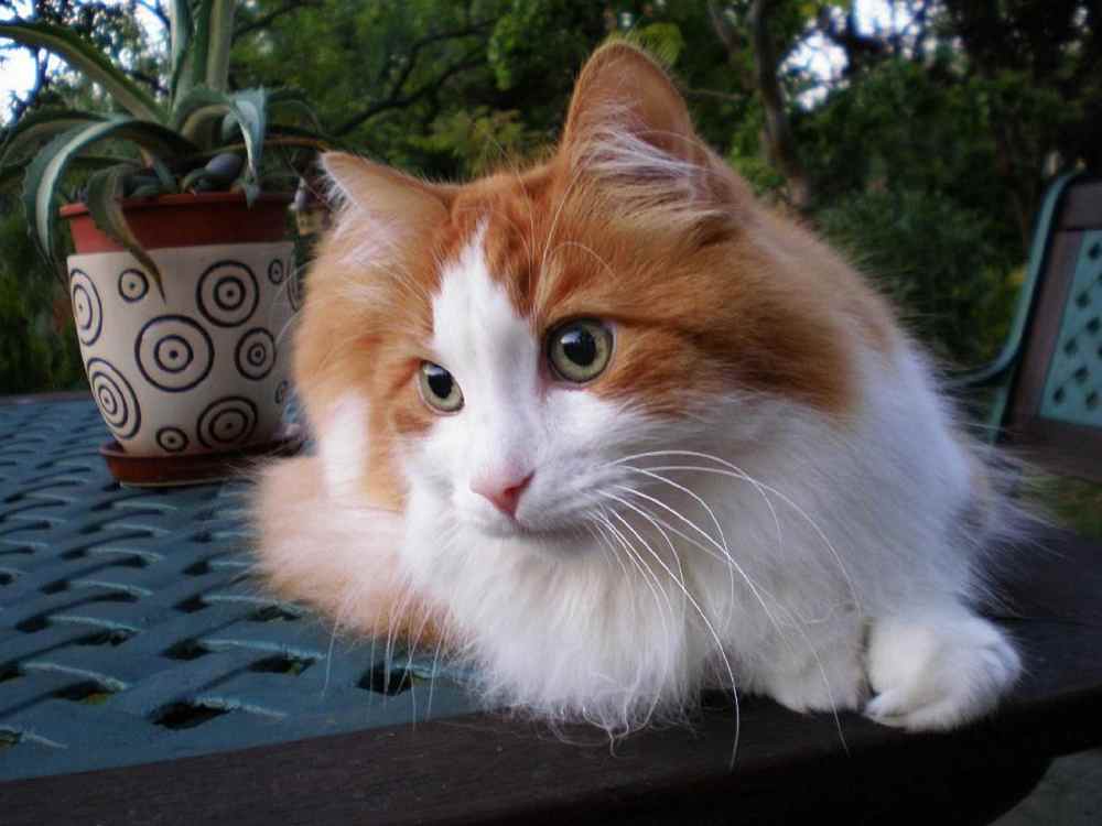 Kucing Anggora