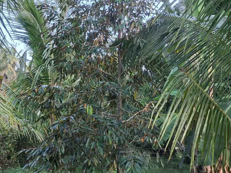 dijual lahan kebun prospektif pinggir jalan hotmix