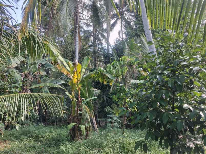 dijual lahan kebun prospektif pinggir jalan hotmix