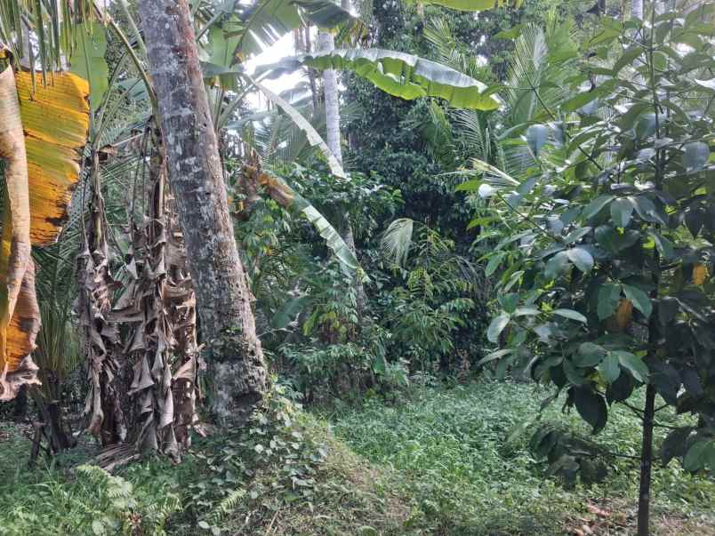 dijual lahan kebun prospektif pinggir jalan hotmix