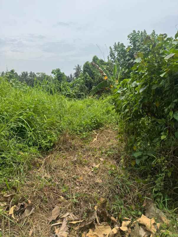 dijual tanah desa antosari kec