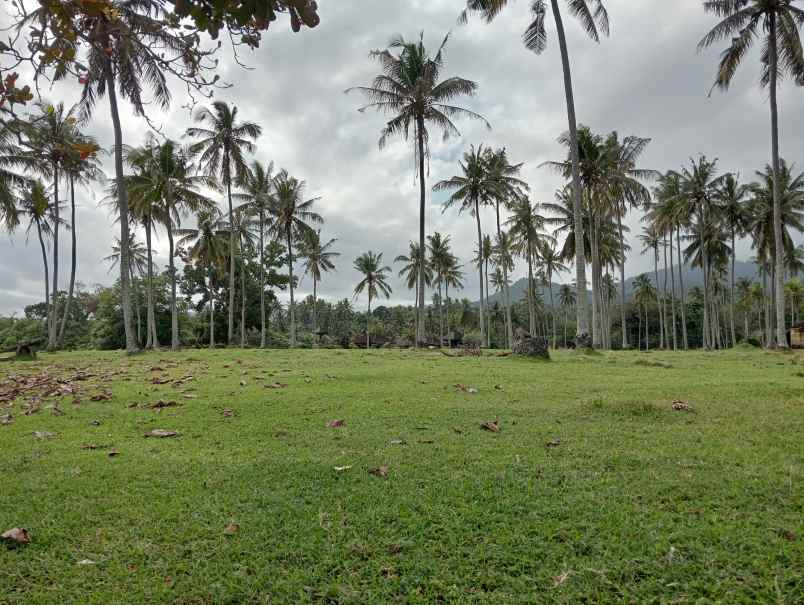 dijual tanah desa lalanglingah kec