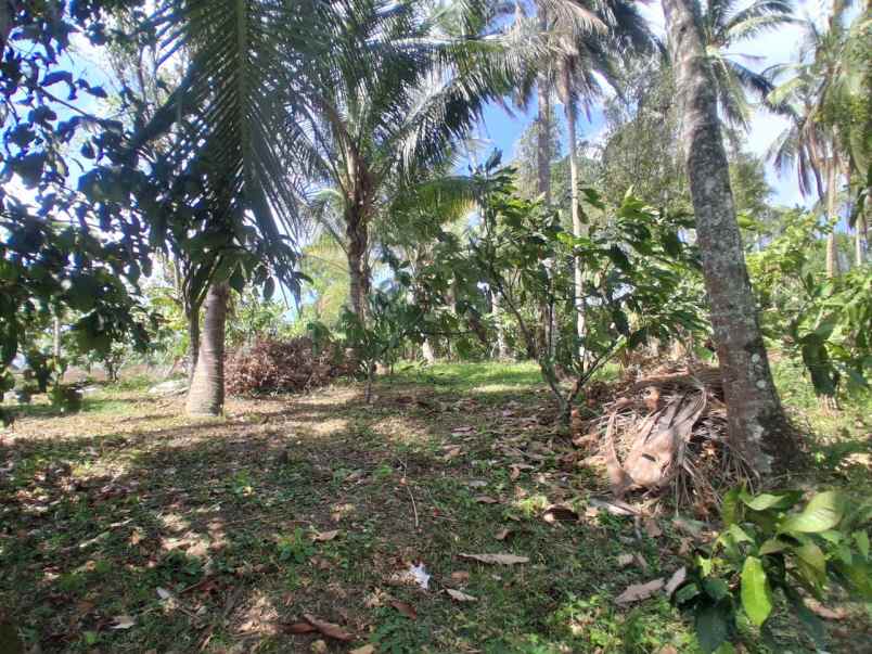 dijual tanah desa lumbung selemadeg