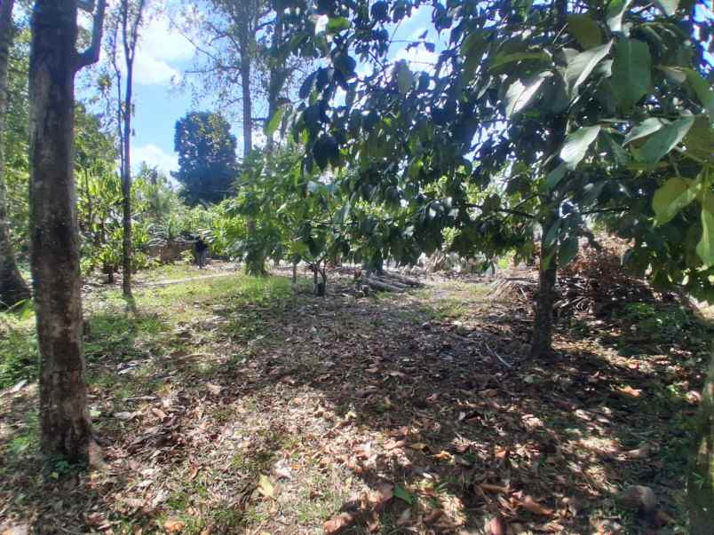 dijual tanah desa lumbung selemadeg