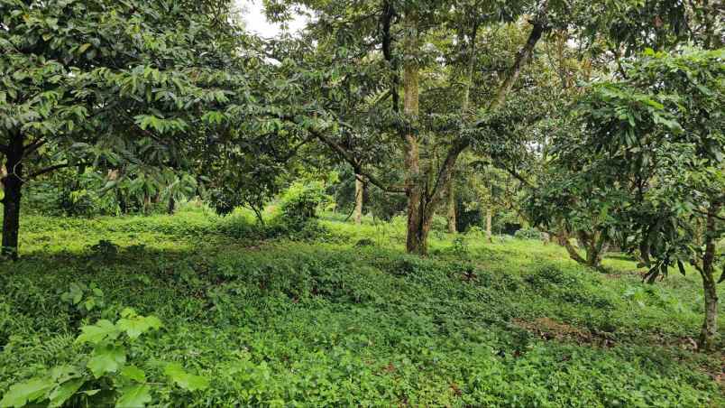 dijual tanah desa tamansari kabupaten