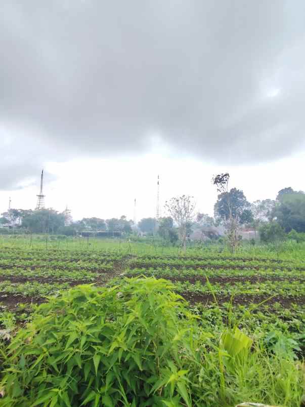 dijual tanah jalibar oro oro ombo