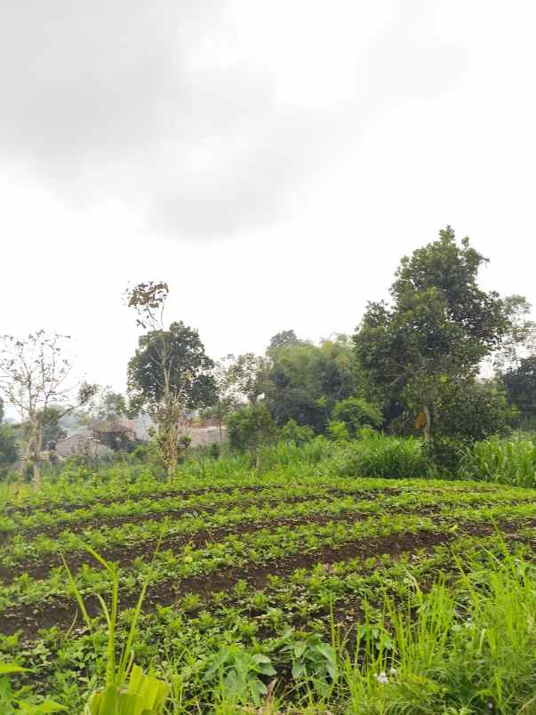 dijual tanah jalibar oro oro ombo