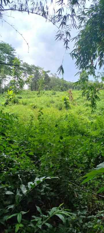 dijual tanah jl limbangan barat majasari