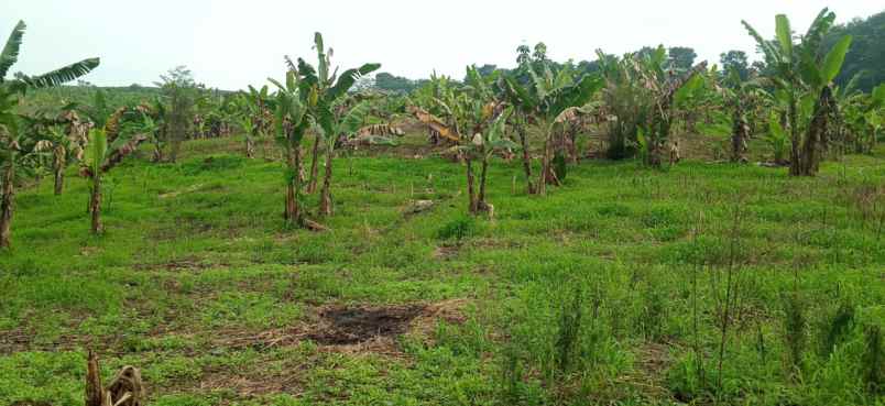 dijual tanah jl limbangan barat majasari