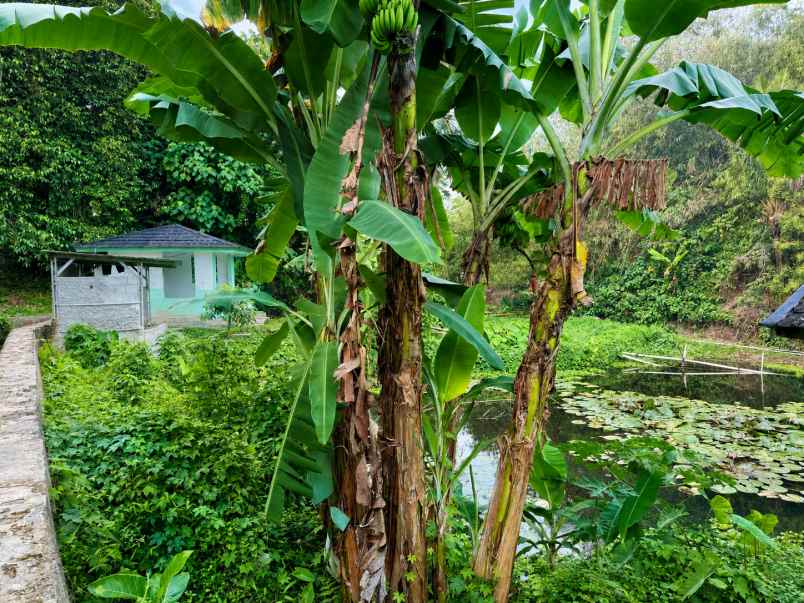 dijual tanah karang tanjung
