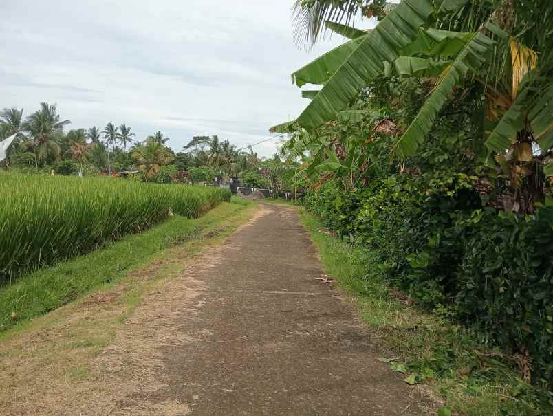 dijual tanah kebun los sungai kecil murah dekat pantai