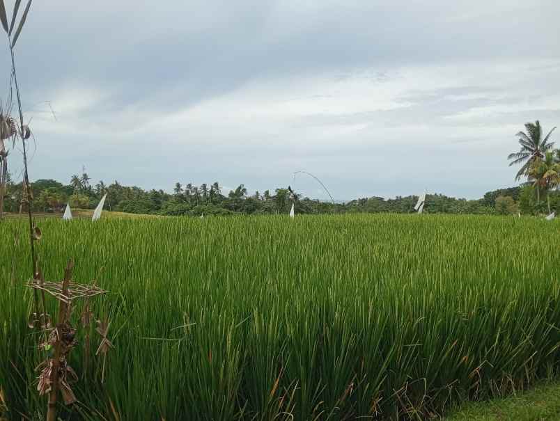 dijual tanah kebun los sungai kecil murah dekat pantai