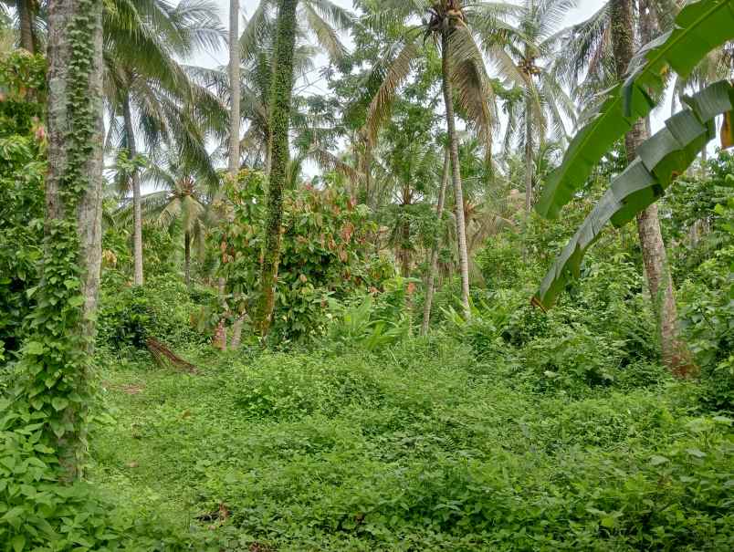 dijual tanah kebun los sungai kecil murah dekat pantai
