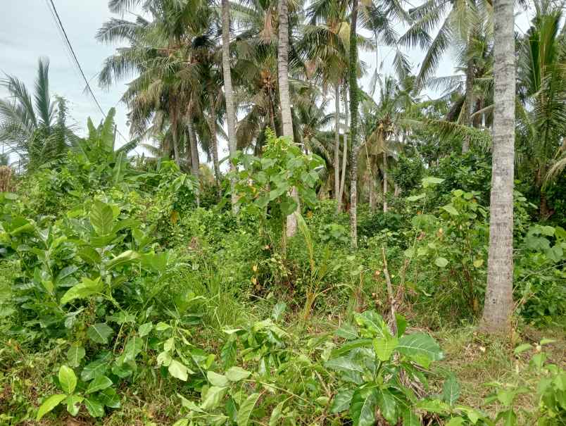 dijual tanah kebun los sungai kecil murah dekat pantai