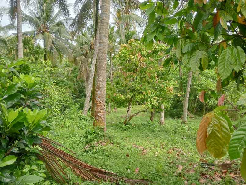 dijual tanah kebun los sungai kecil murah dekat pantai