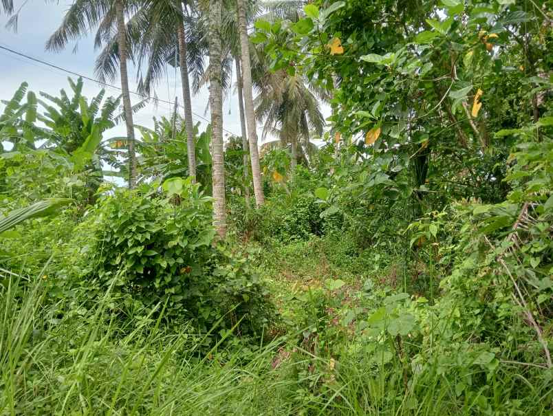 dijual tanah kebun los sungai kecil murah dekat pantai