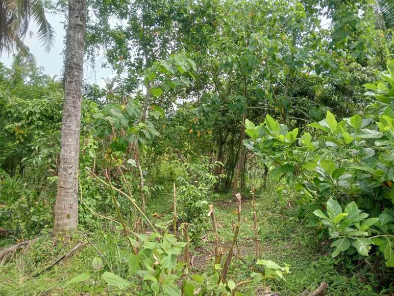 dijual tanah kebun los sungai kecil murah dekat pantai