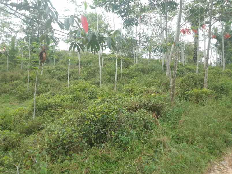 dijual tanah kebun produktif pinggir jalan