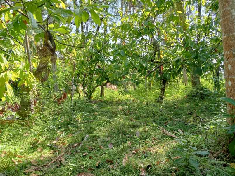 dijual tanah lalanglinggah selemadeg