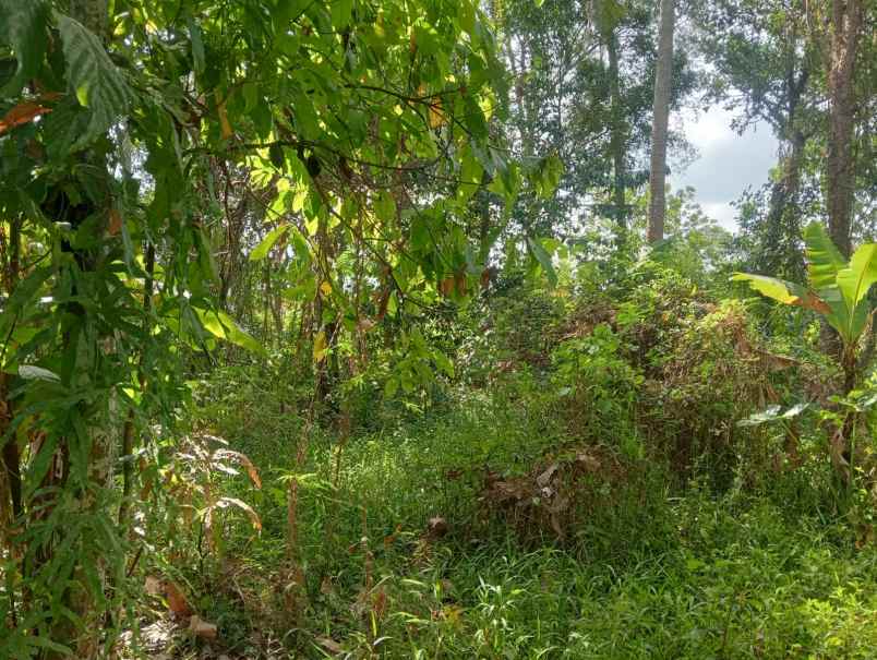 dijual tanah murah los sungai di batuaji legalitas shm