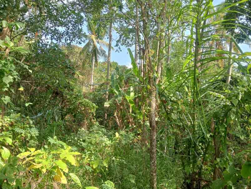 dijual tanah murah los sungai di batuaji legalitas shm