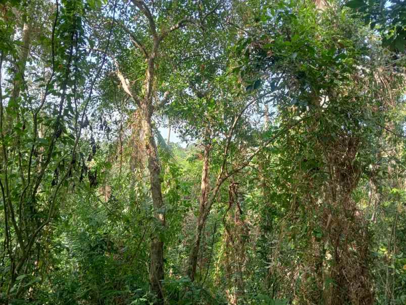 dijual tanah murah los sungai di batuaji legalitas shm