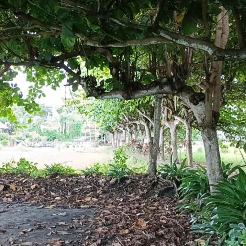 dijual tanah pantai padang galak