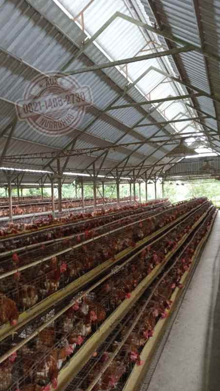 gudang kantor mess peternakan ayam di boyolali