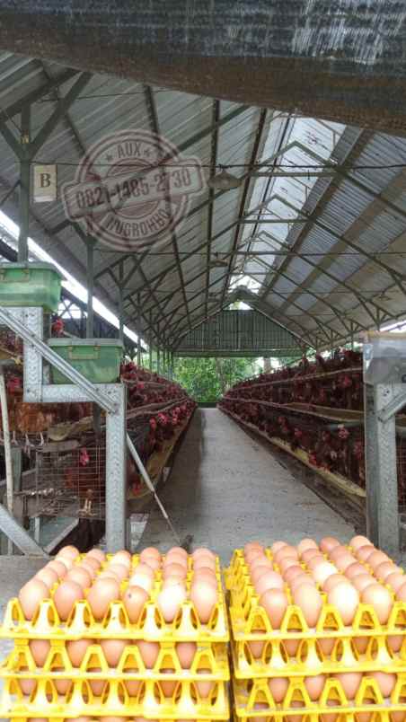 gudang kantor mess peternakan ayam di boyolali