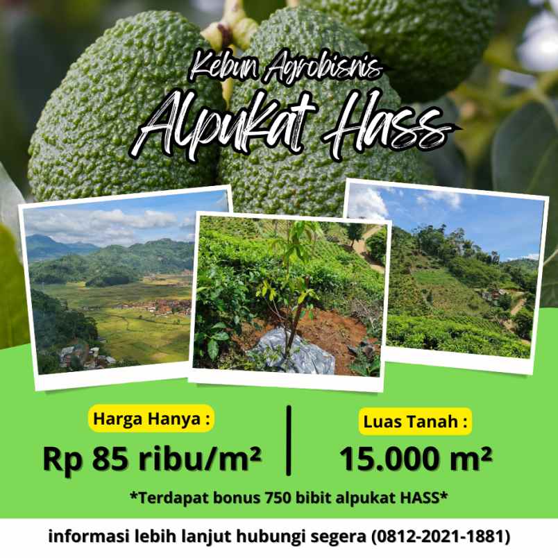 jual kebun alpukat hass di ciwidey