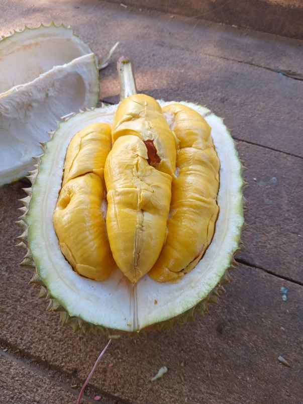 jual kebun durian dan villa