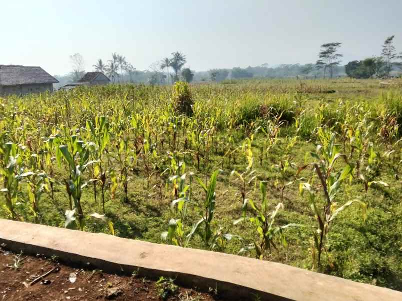 jual tanah kebun sawah