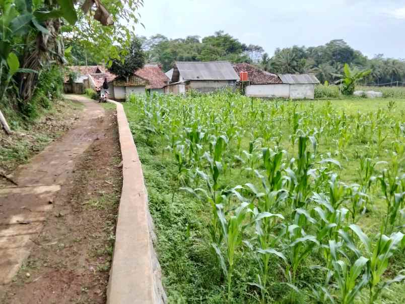 jual tanah kebun sawah