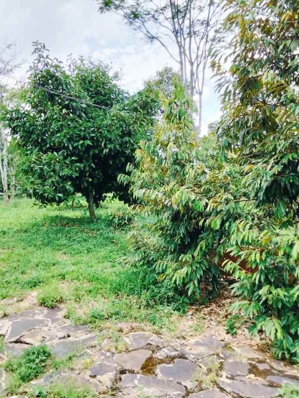 jual villa dan kebun durian