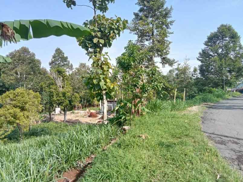 kebun durian 1500m tepi jl ngargoyoso karanganyar