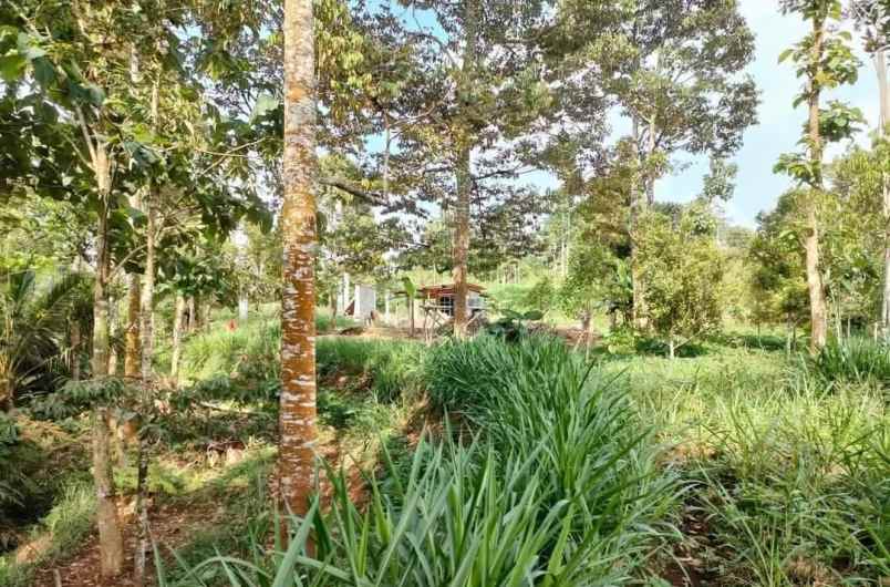 kebun durian 1500m tepi jl ngargoyoso karanganyar