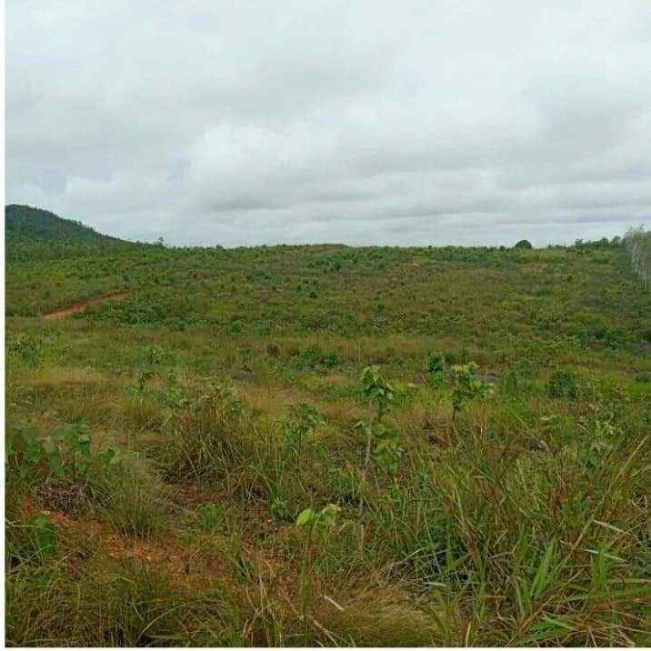 lahan kebun 98 1ha dengan tanah yang subur