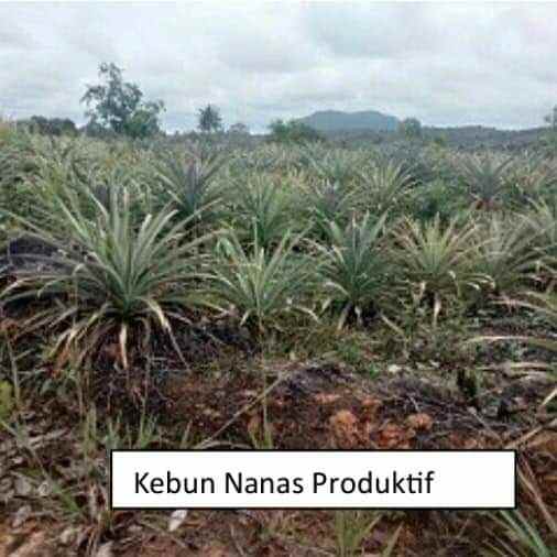 lahan kebun 98 1ha dengan tanah yang subur