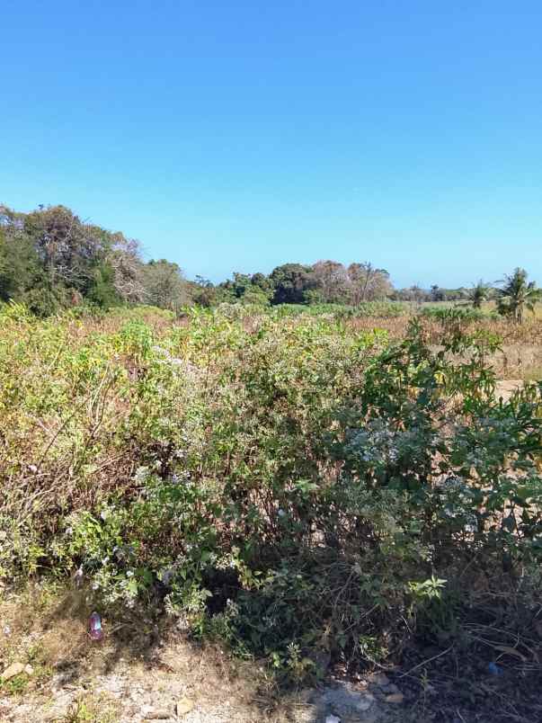 peluang investasi eksklusif di sumba barat daya ntt