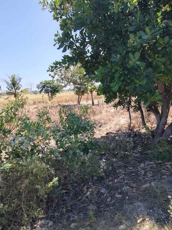 peluang investasi eksklusif di sumba barat daya ntt