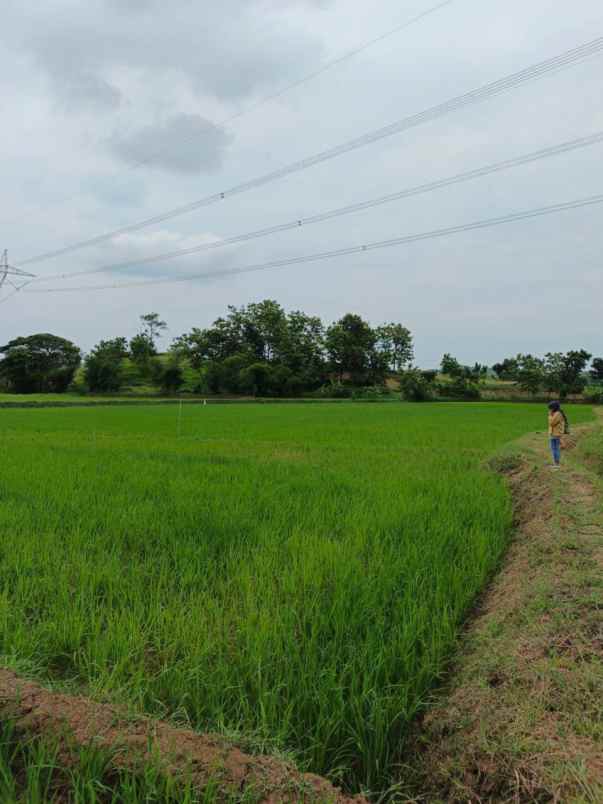 sawah aktif di tolengas kab sumedang dijual murah luas