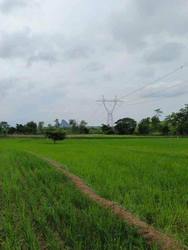 sawah aktif di tolengas kab sumedang dijual murah luas