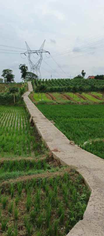 sawah aktif di tolengas kab sumedang dijual murah luas