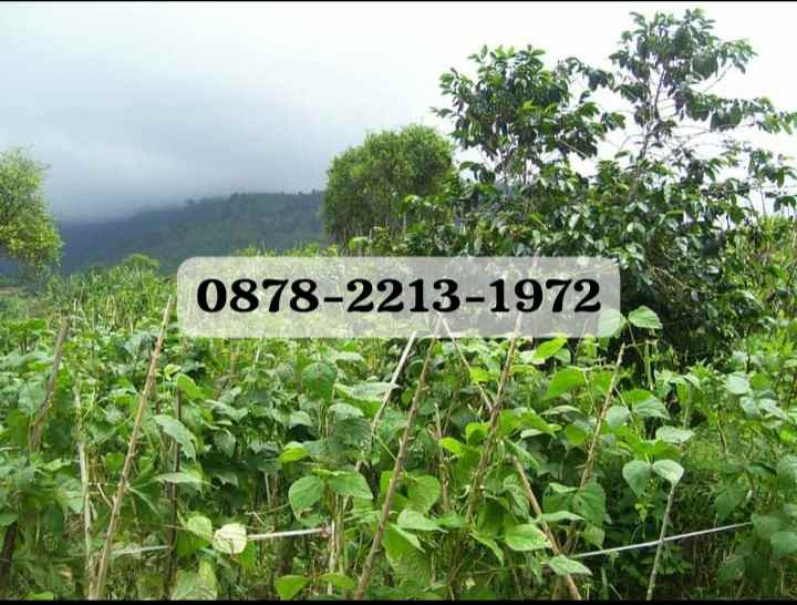 tanah bagus resort dekat ke kawasan wisata lembang