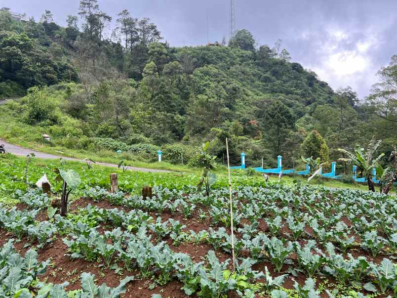 tanah datar 825m tawangmangu karanganyar