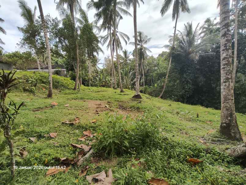 tanah kebun kelapa di selemadeg tabanan bali