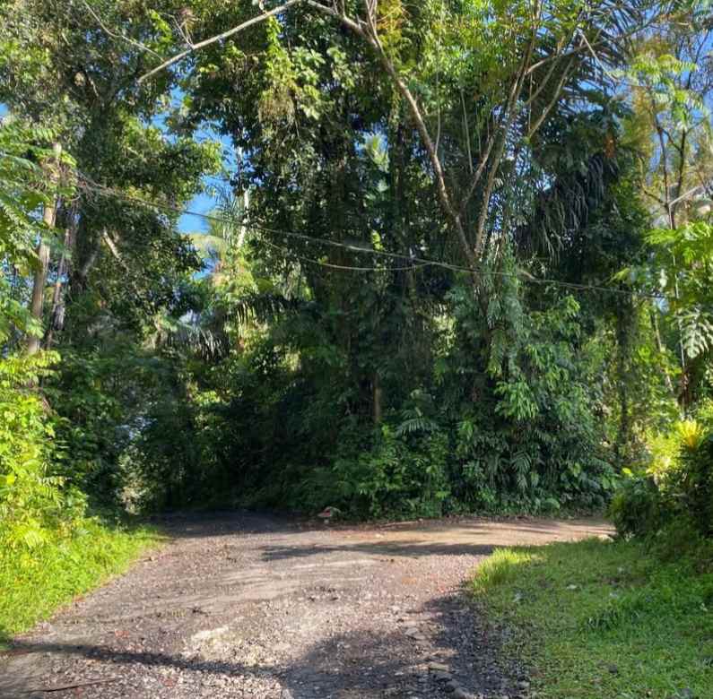 tanah kebun kelapa di selemadeg tabanan bali
