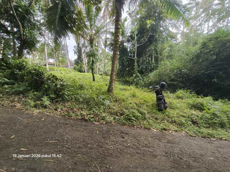 tanah kebun kelapa di selemadeg tabanan bali
