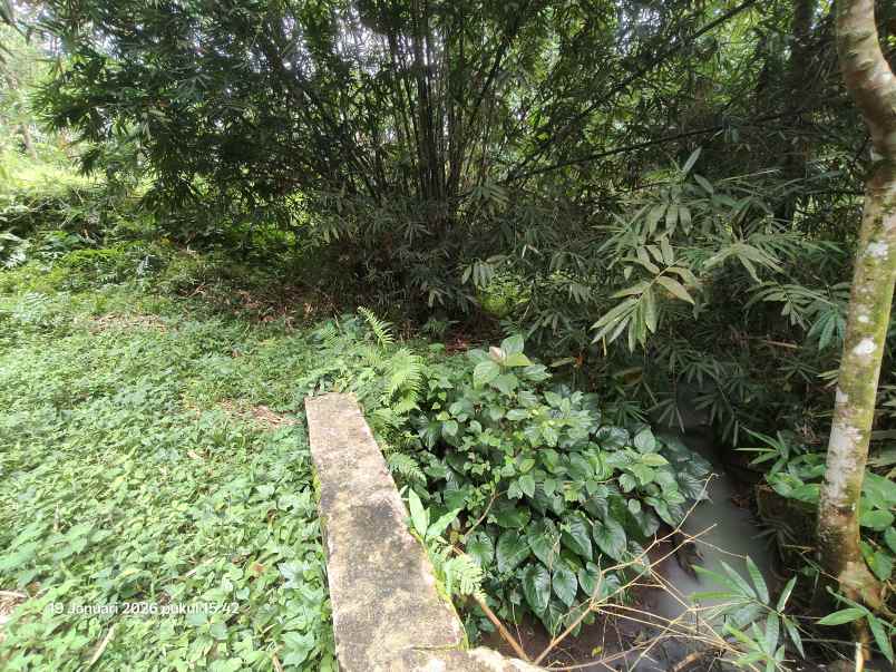 tanah kebun kelapa di selemadeg tabanan bali