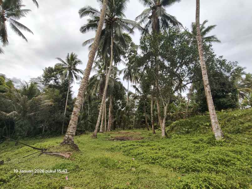 tanah kebun kelapa di selemadeg tabanan bali
